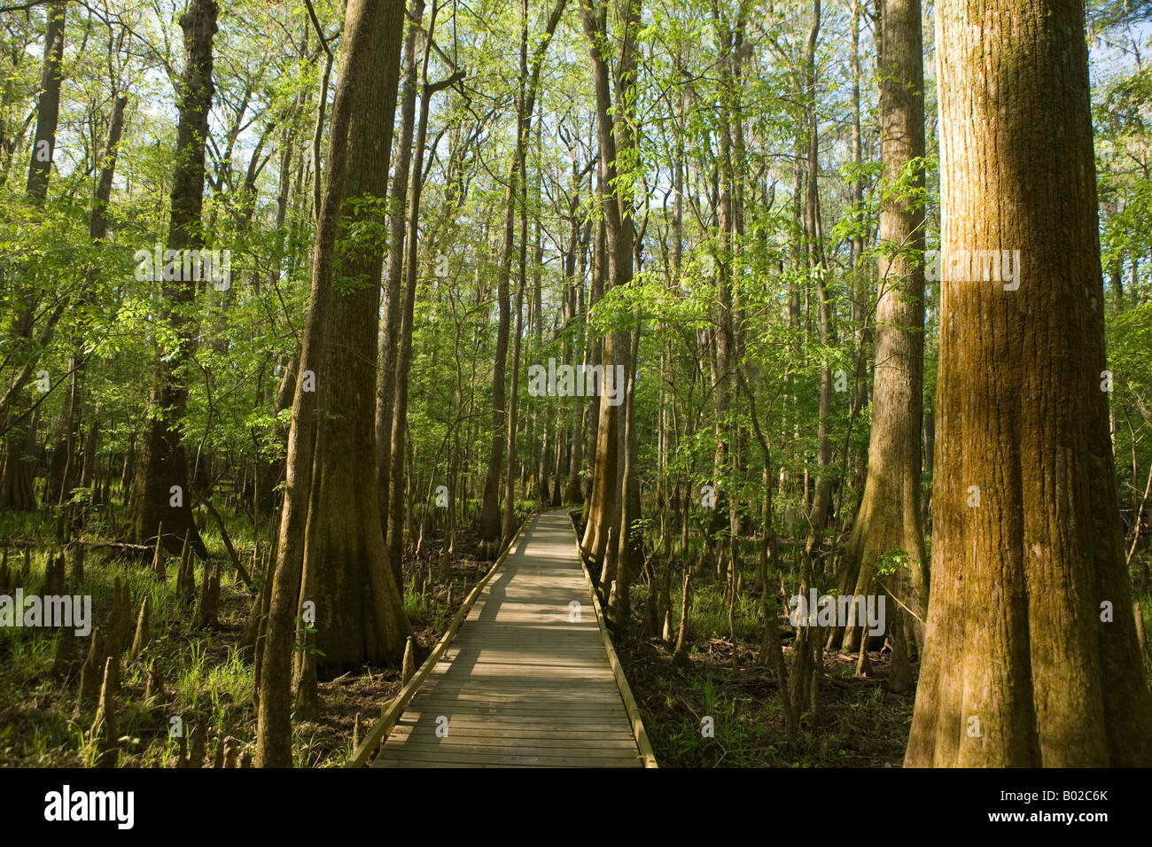 A boardwalk trail allows visitors to walk above the swamp floor and among the trees in Congaree National Park near Columbia SC Stock Photo