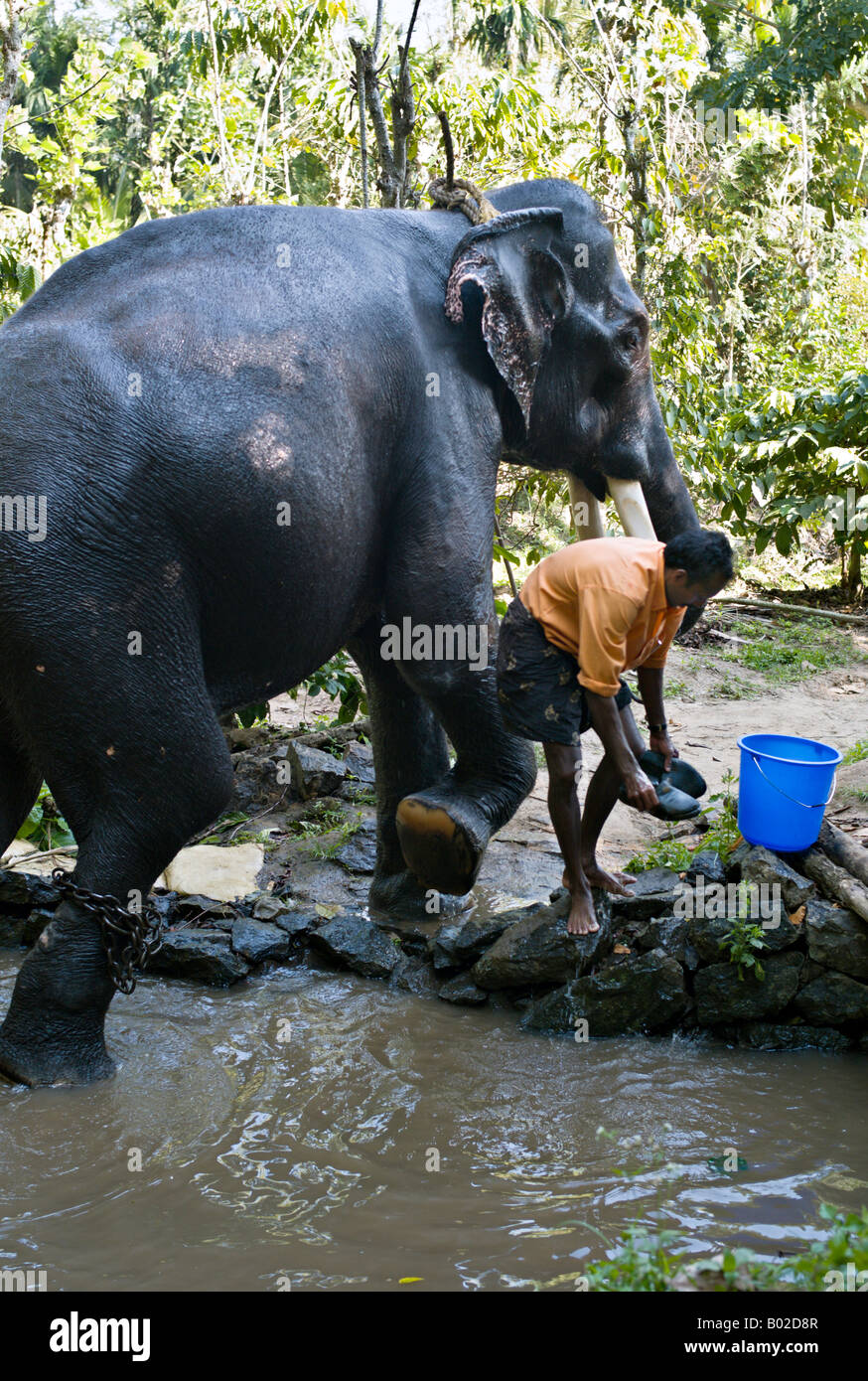 INDIA UDAIPUR Elephant handler puts on his shoes after washing an