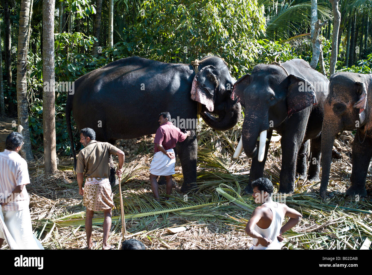 INDIA UDAIPUR Three Indian Elephants Elephas maximus with their