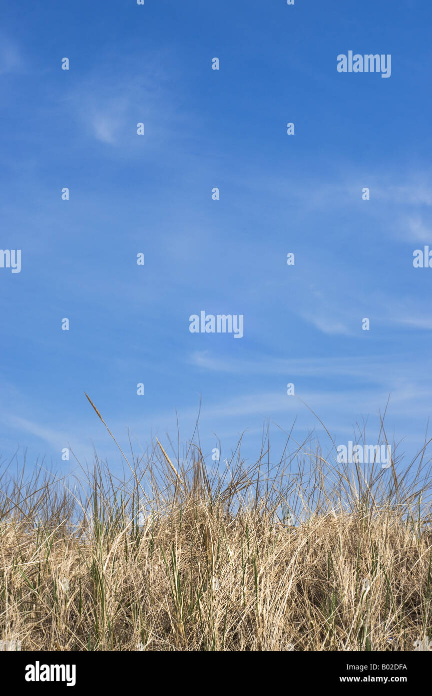 A vertical shot of sky and beach grass Stock Photo - Alamy