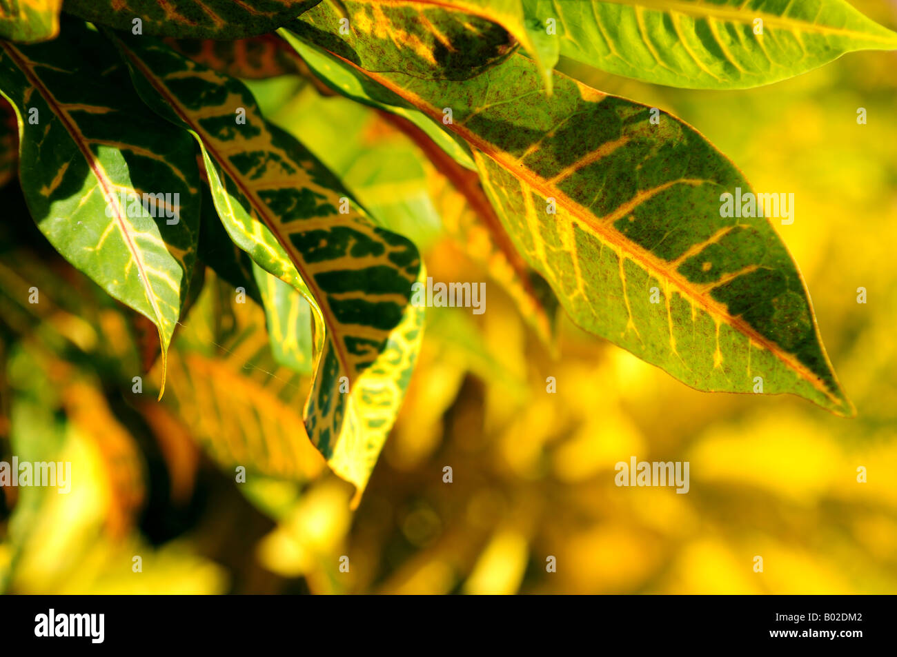 Closeup on green leaves of tropical plant Stock Photo - Alamy