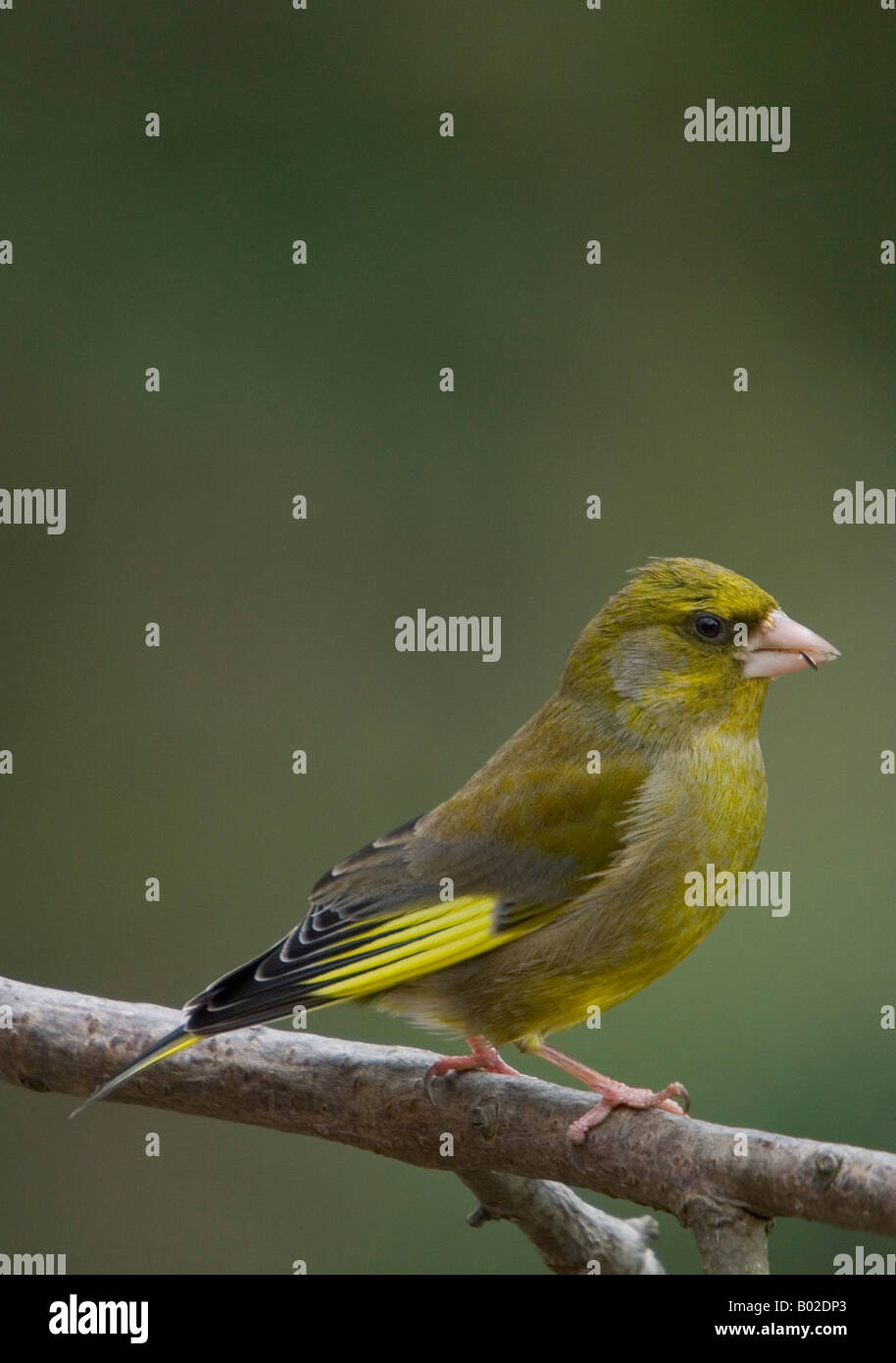 Greenfinch Perched On Twig - Carduelis chloris Stock Photo
