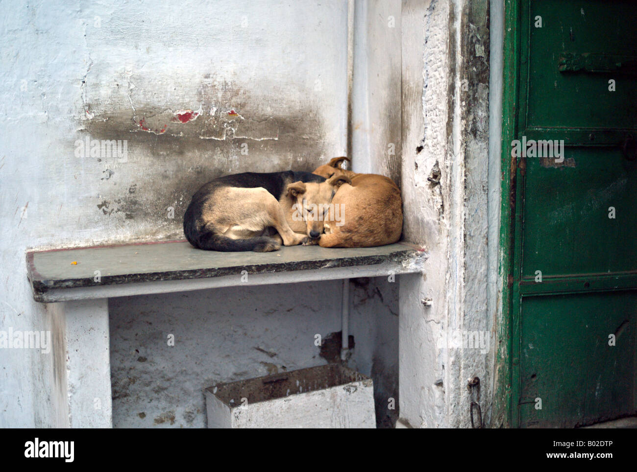 INDIA UDAIPUR Street dogs curled up together to sleep on a shelf outside a home in downtown Udaipur Rajasthan India Stock Photo