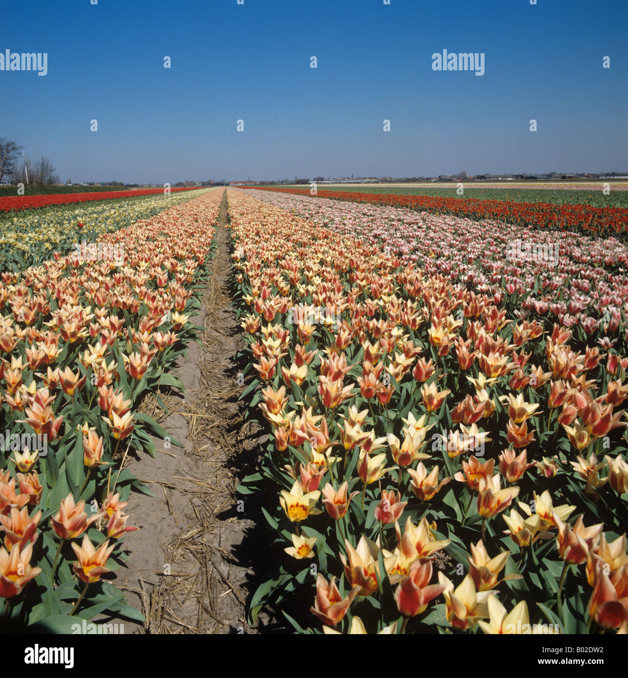 Dutch bulb field with flowering multi coloured miniature tulips Netherlands Stock Photo