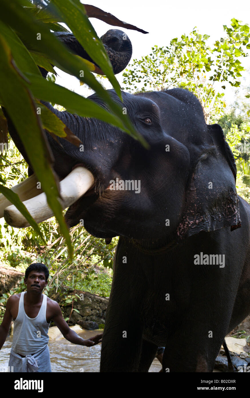 INDIA UDAIPUR Elephant handler washing an Indian Elephant used to give