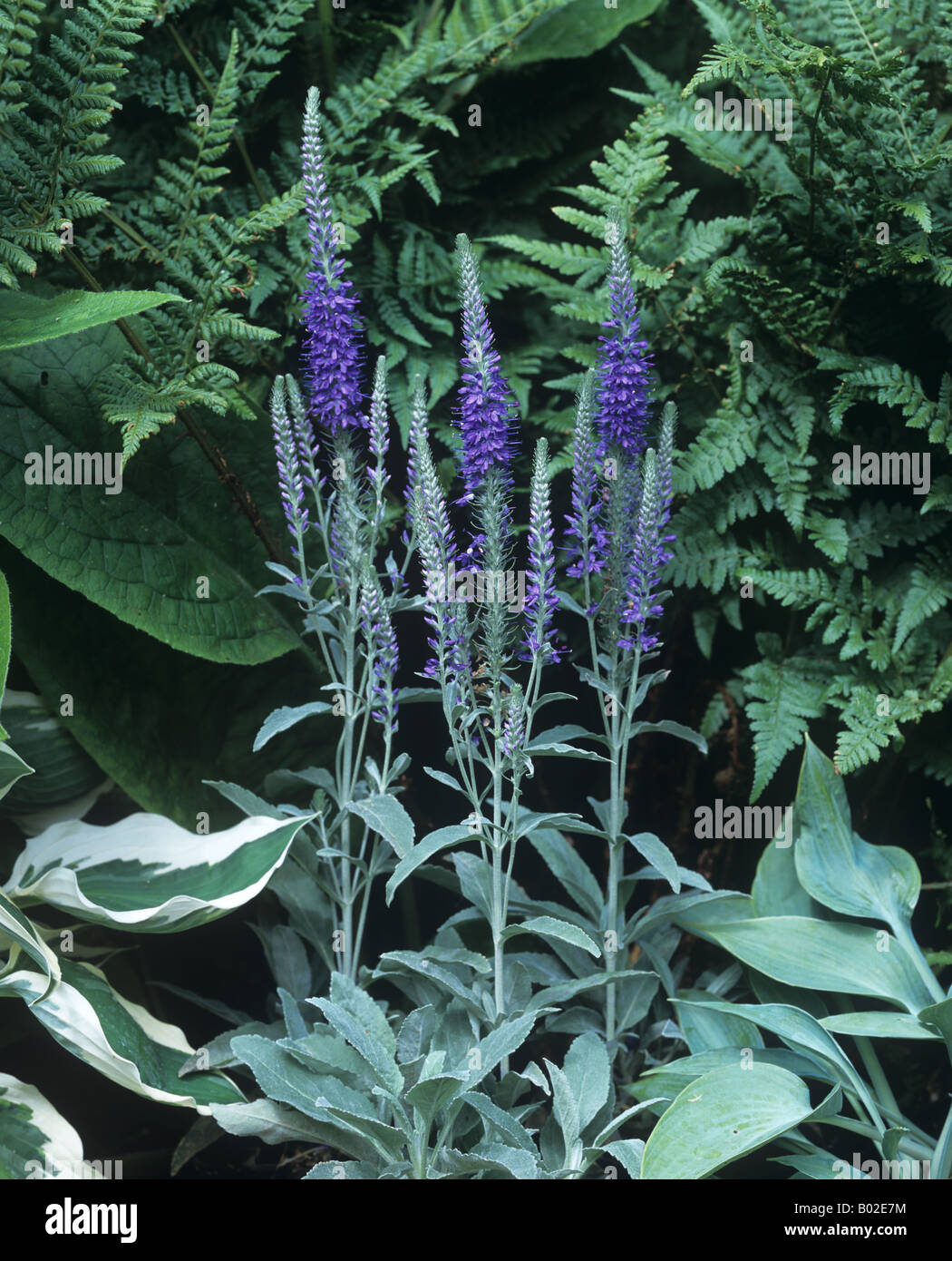 Spiked speedwell Veronica spicata subspecies incana Silver Carpet flower spikes Stock Photo