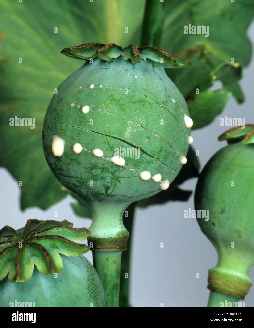 Opium poppy Papaver somniferum exuding white sap from a cut seedpod Stock Photo
