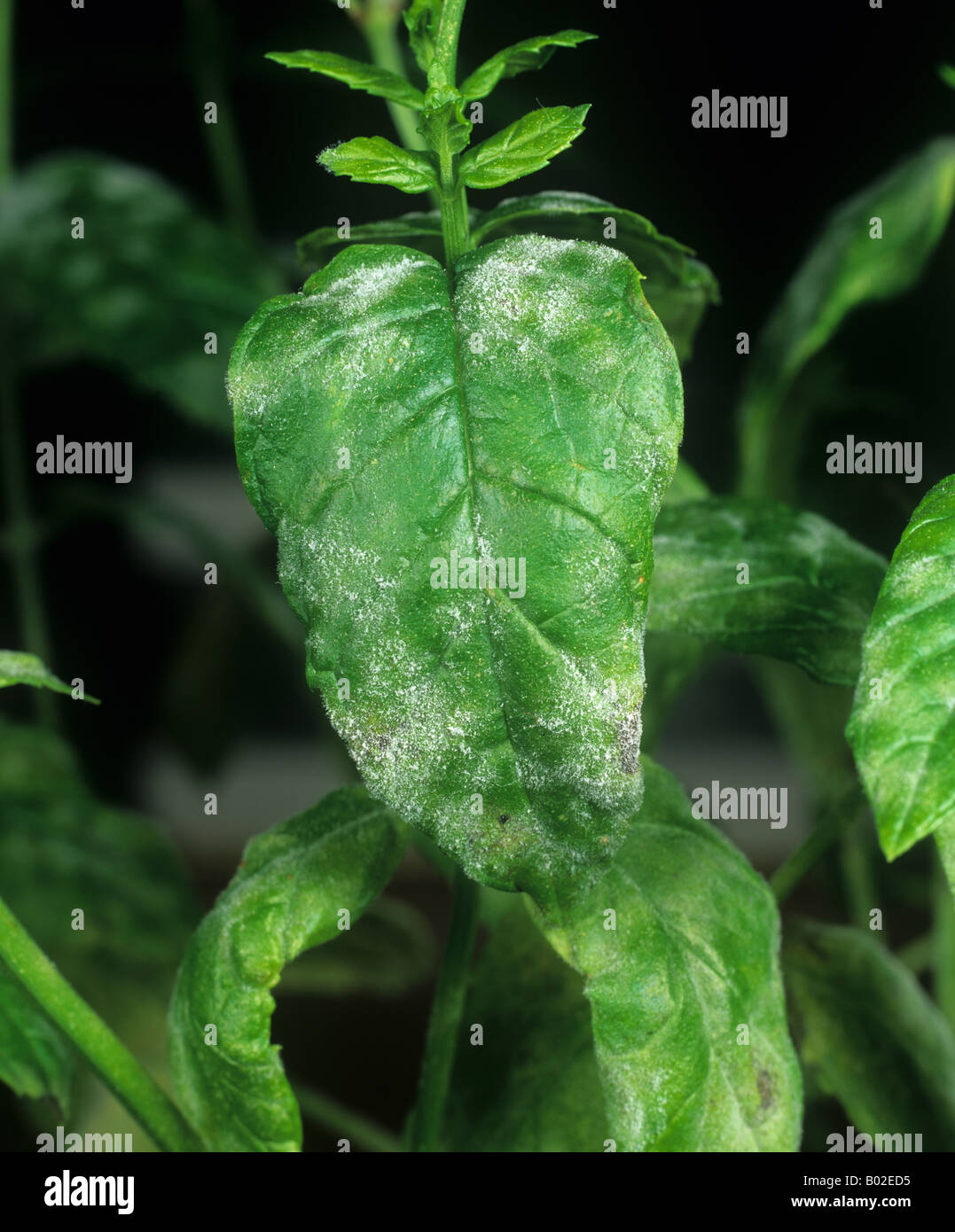 Powdery mildew Erysiphe orontii infection on mint leaves Stock Photo