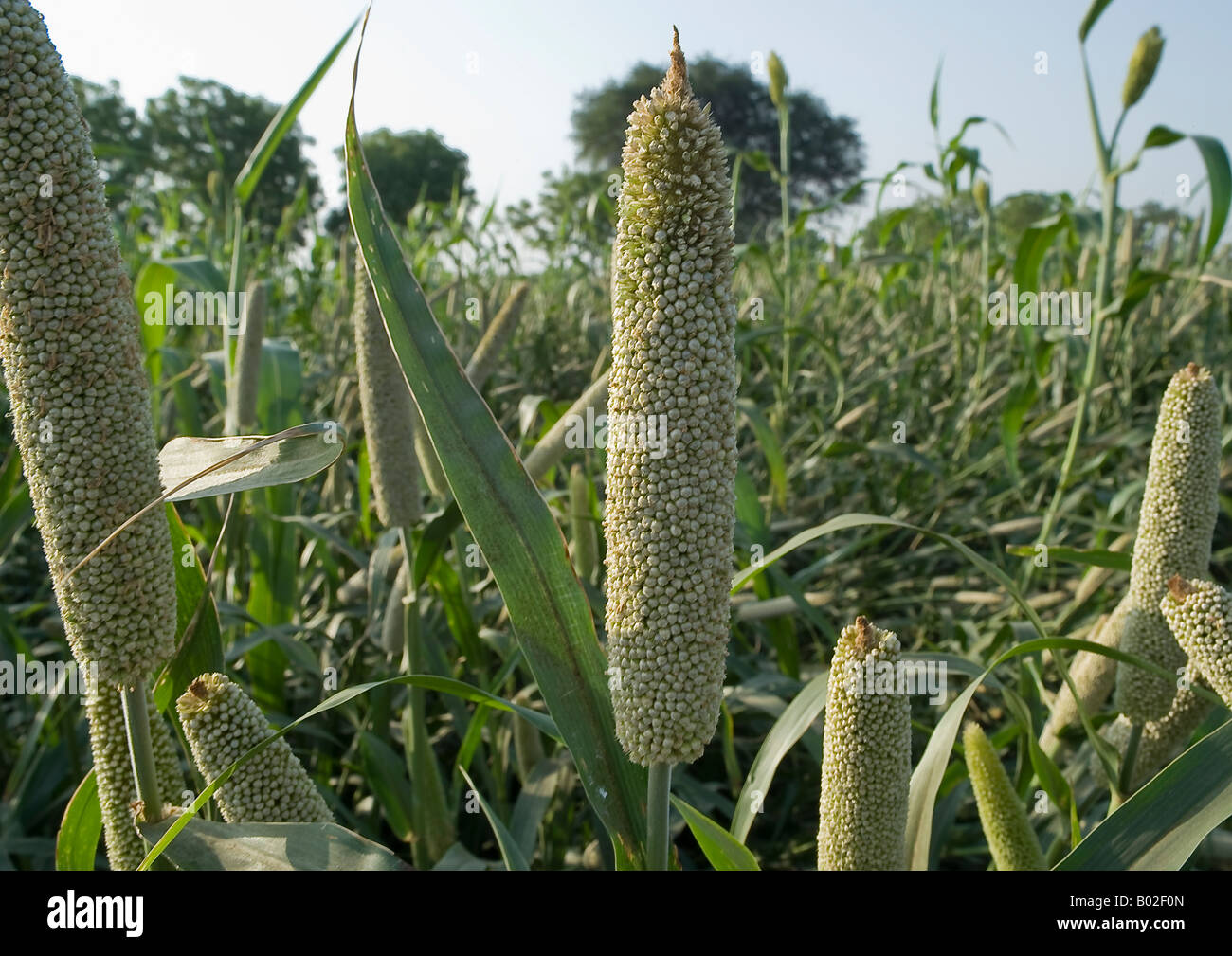 A close-up view of thick stalks of pearl millet plants in a big farm carrying big cob heads of clustered florets of small seeds. Stock Photo