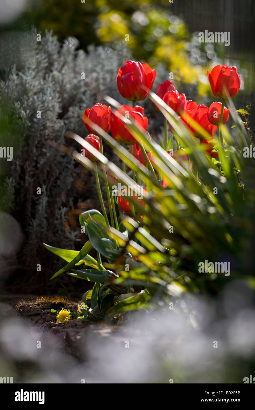 Red tulips backlit by low sunshine in a garden border Stock Photo