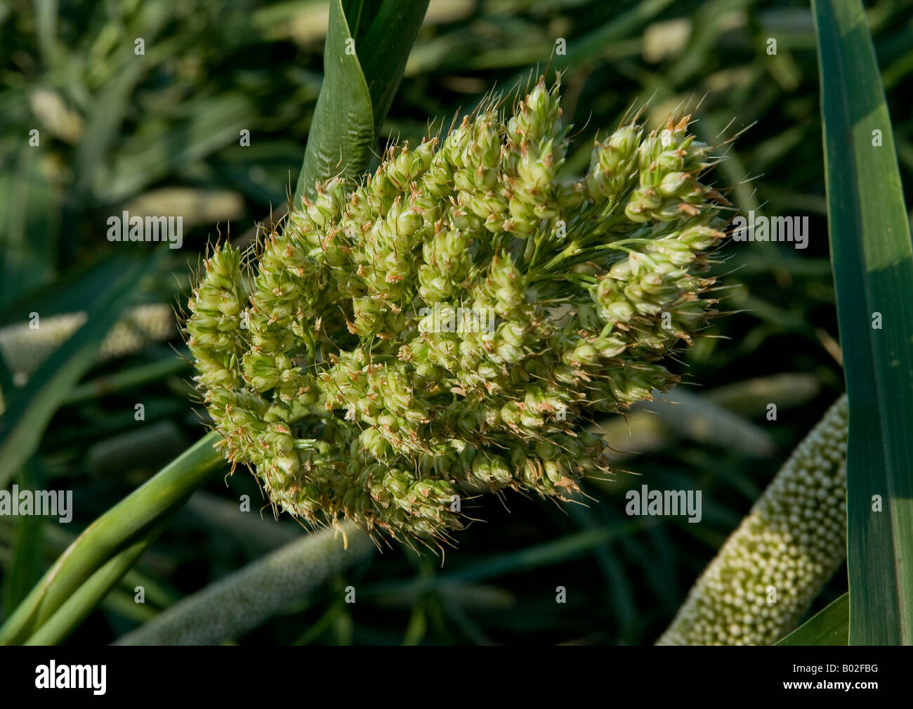 Close-up view of a thick stalk of millet plant carrying a large spiked cob head of clustered florets of grains for harvesting. Stock Photo