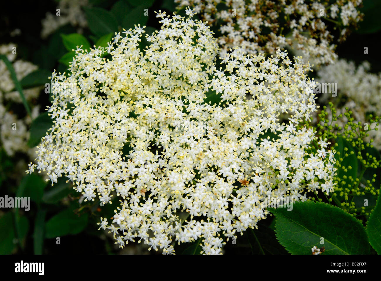Common Elderflowers Stock Photo