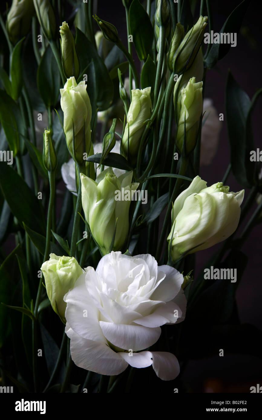 Lisianthus a type of white lily cultivated for use as cut flower displays for the home Stock Photo