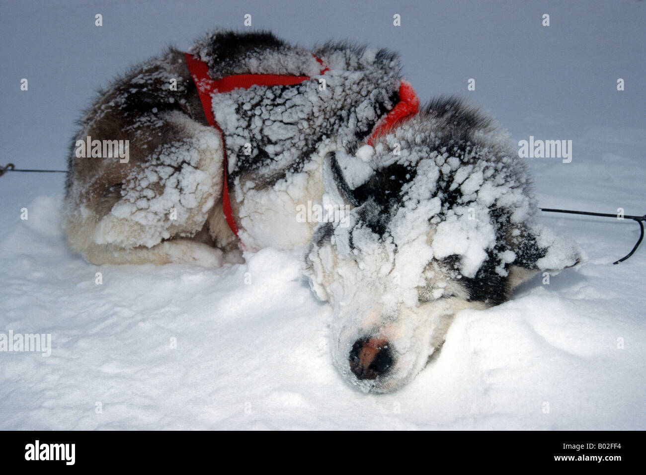 Siberian Huskies in Nunavik, North Canada Stock Photo Alamy