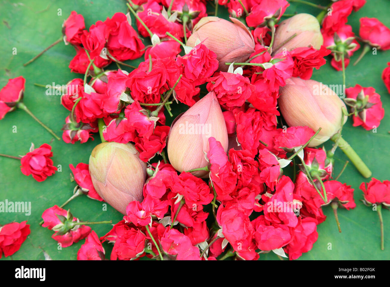 Lotus and rose flowers Stock Photo Alamy