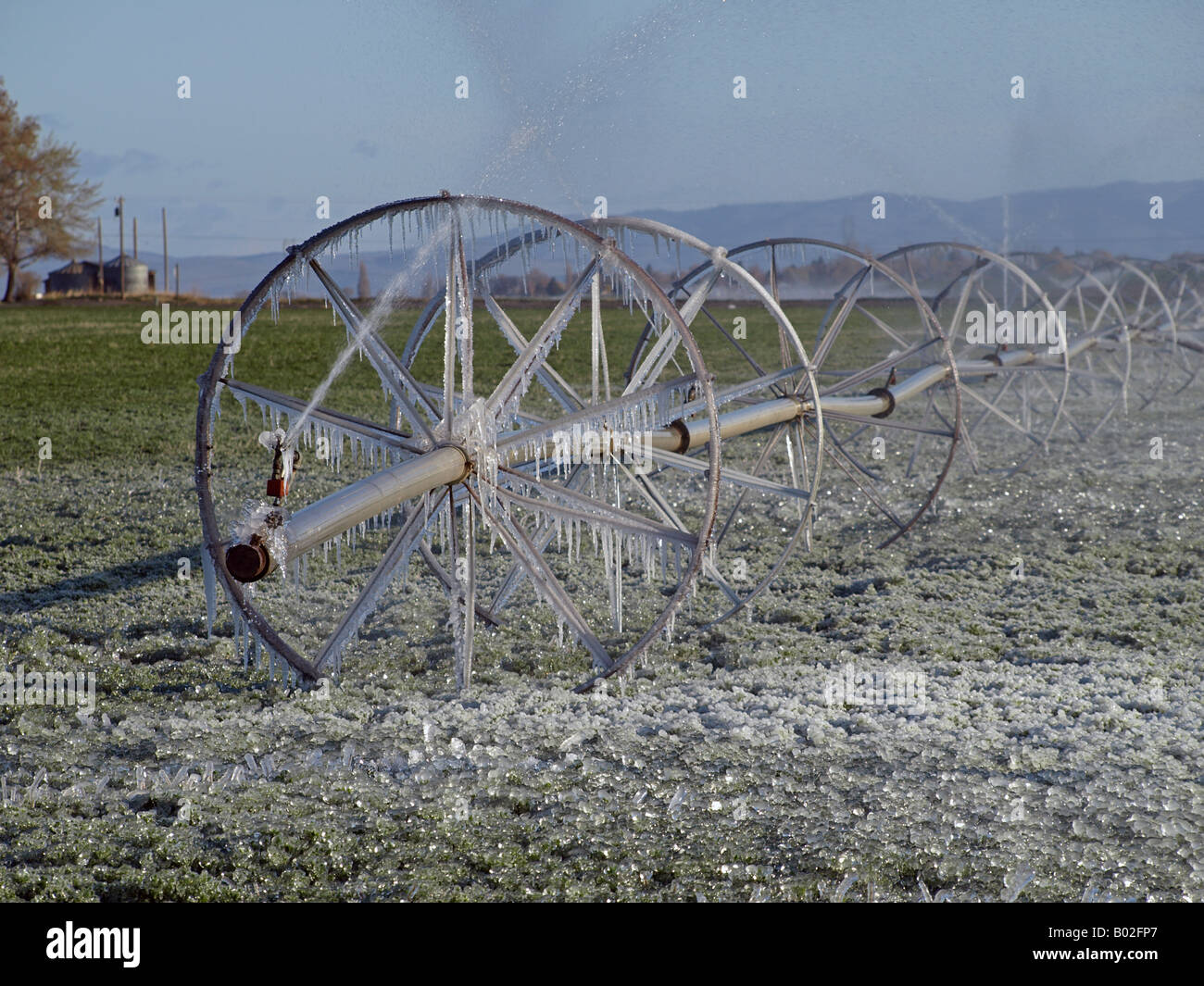 Icicles hang from a rolling irrigation wheel on a garlic farm in Madras