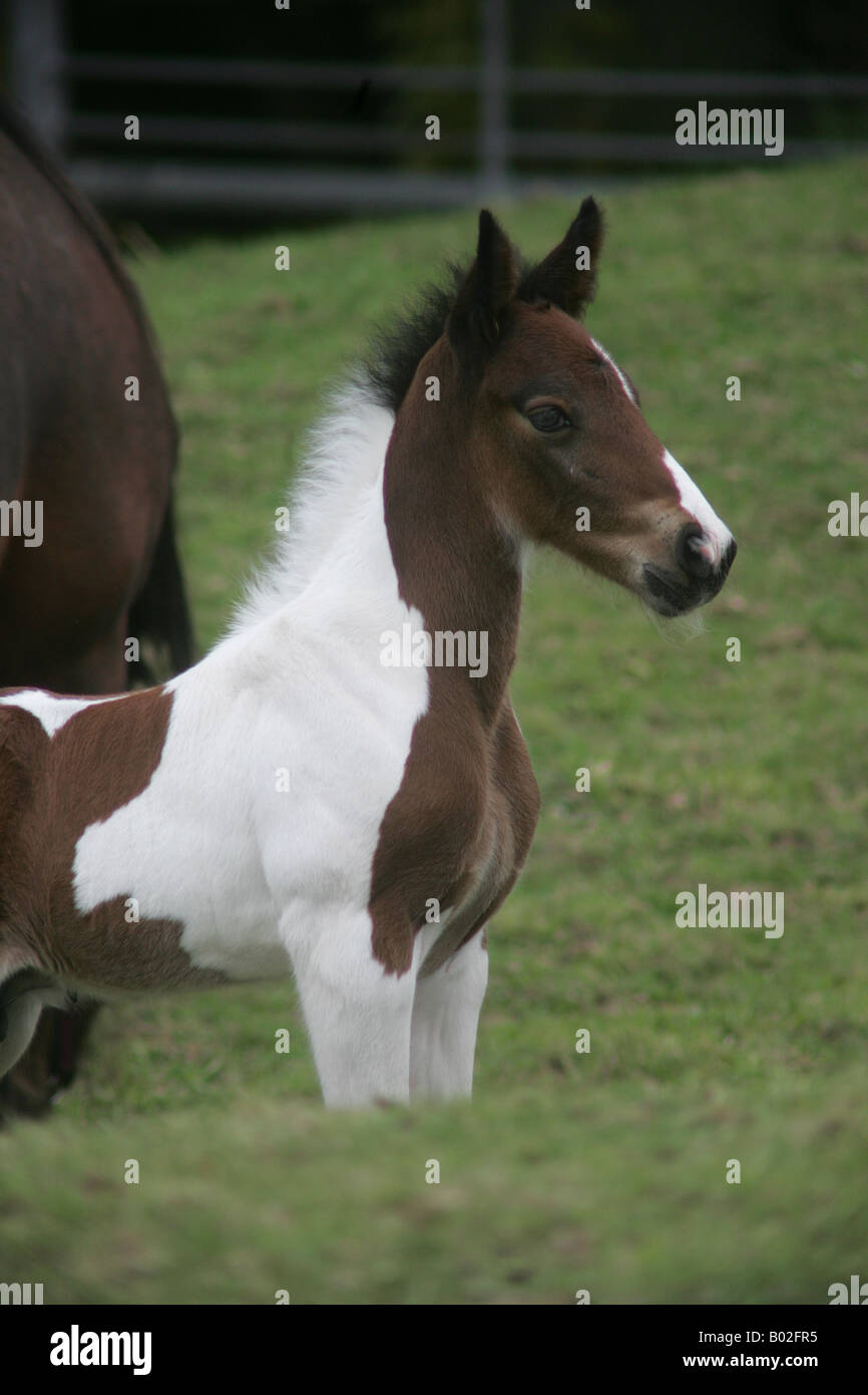 Foal derbyshire baby animal child hi-res stock photography and images -  Alamy