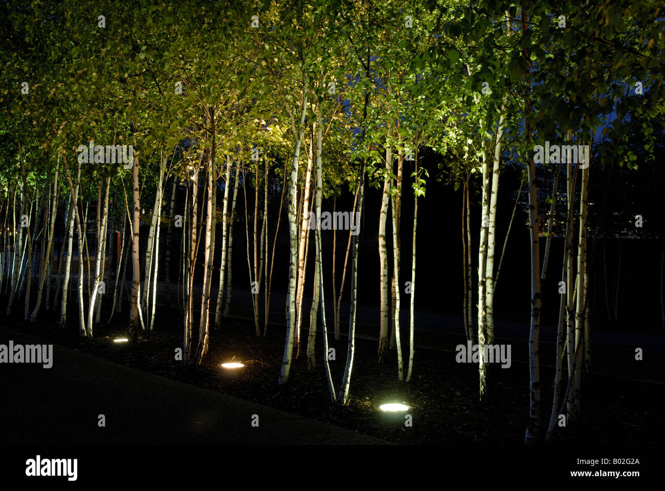 Birch Trees illuminated at night. South Bank London UK Stock Photo Alamy