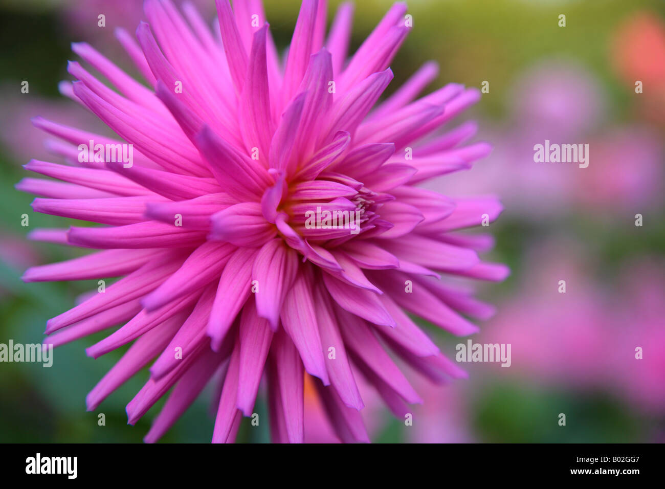 'Pink' 'dahlia' single flower head close up Stock Photo