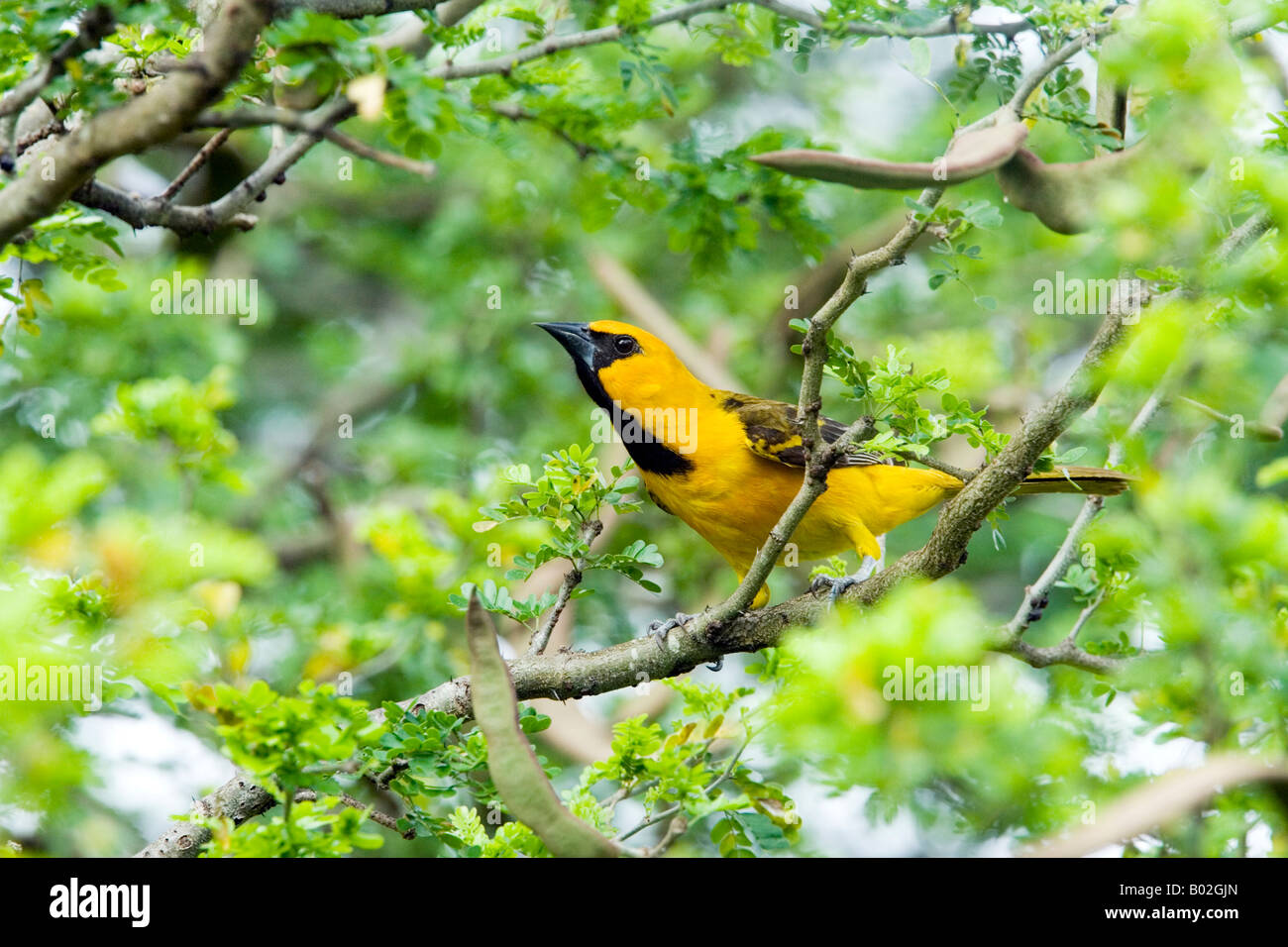Altamira Oriole Icterus gularis Harlingen TEXAS United States April