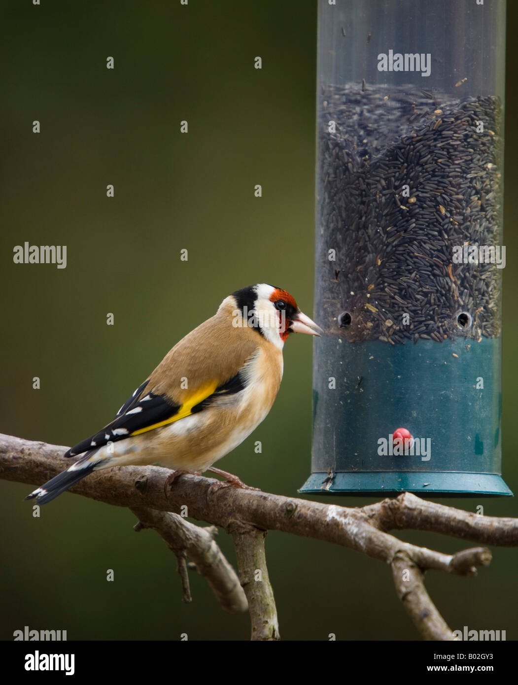 Goldfinch Feeding On Niger Seed Feeder Carduelis Carduelis Stock