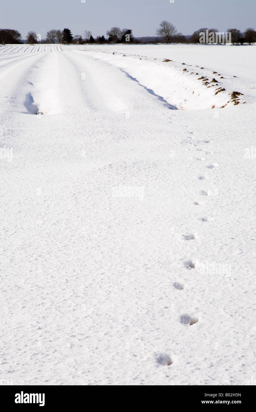 Animal paw prints in snow leading to potato baulks Stock Photo