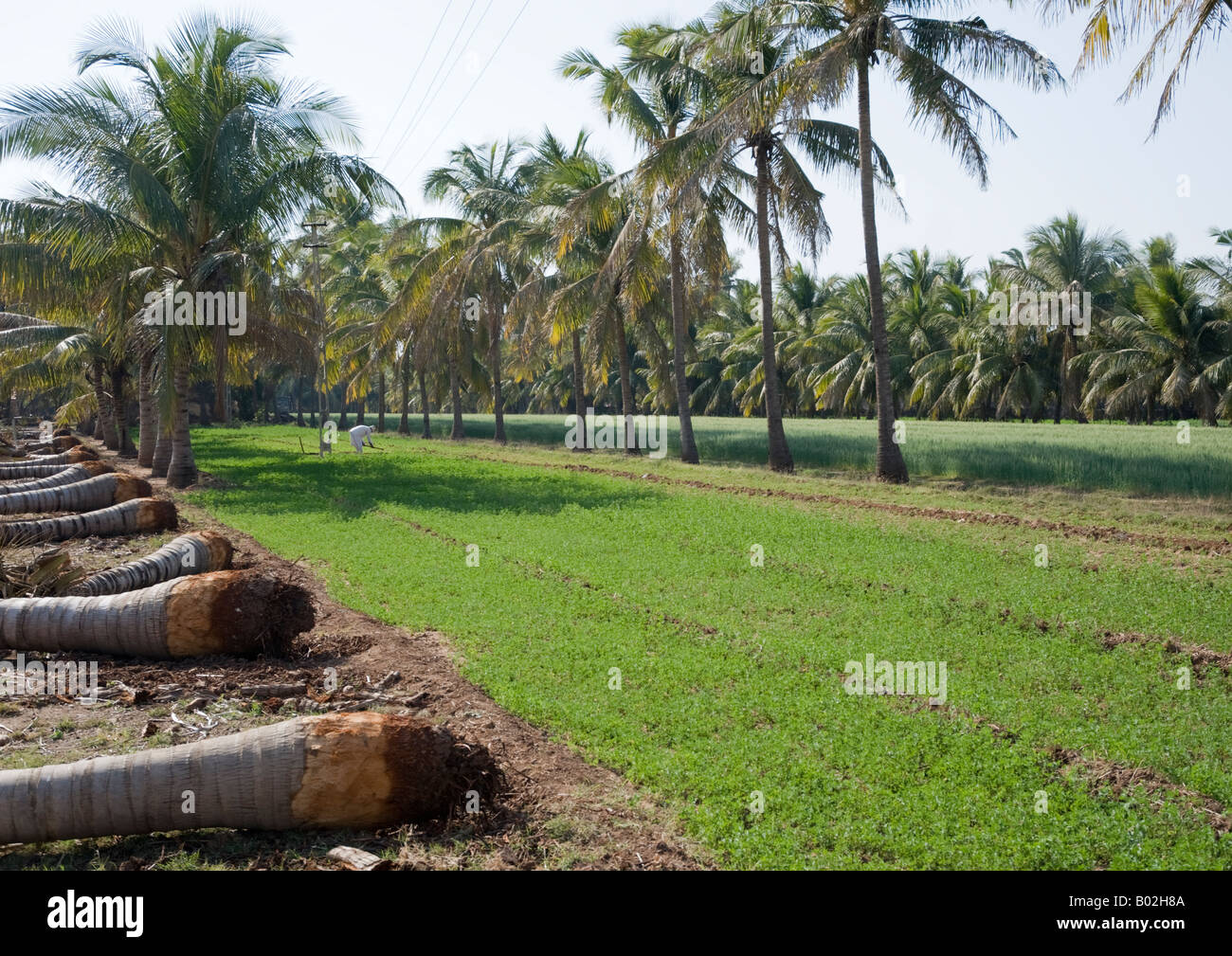 View of palm trees plantation combined with viable vegetable farming include green chillies