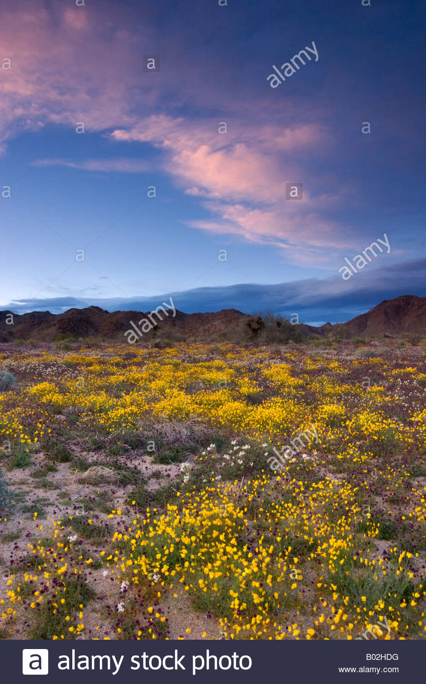 Joshua Tree National Park Wildflower High Resolution Stock Photography