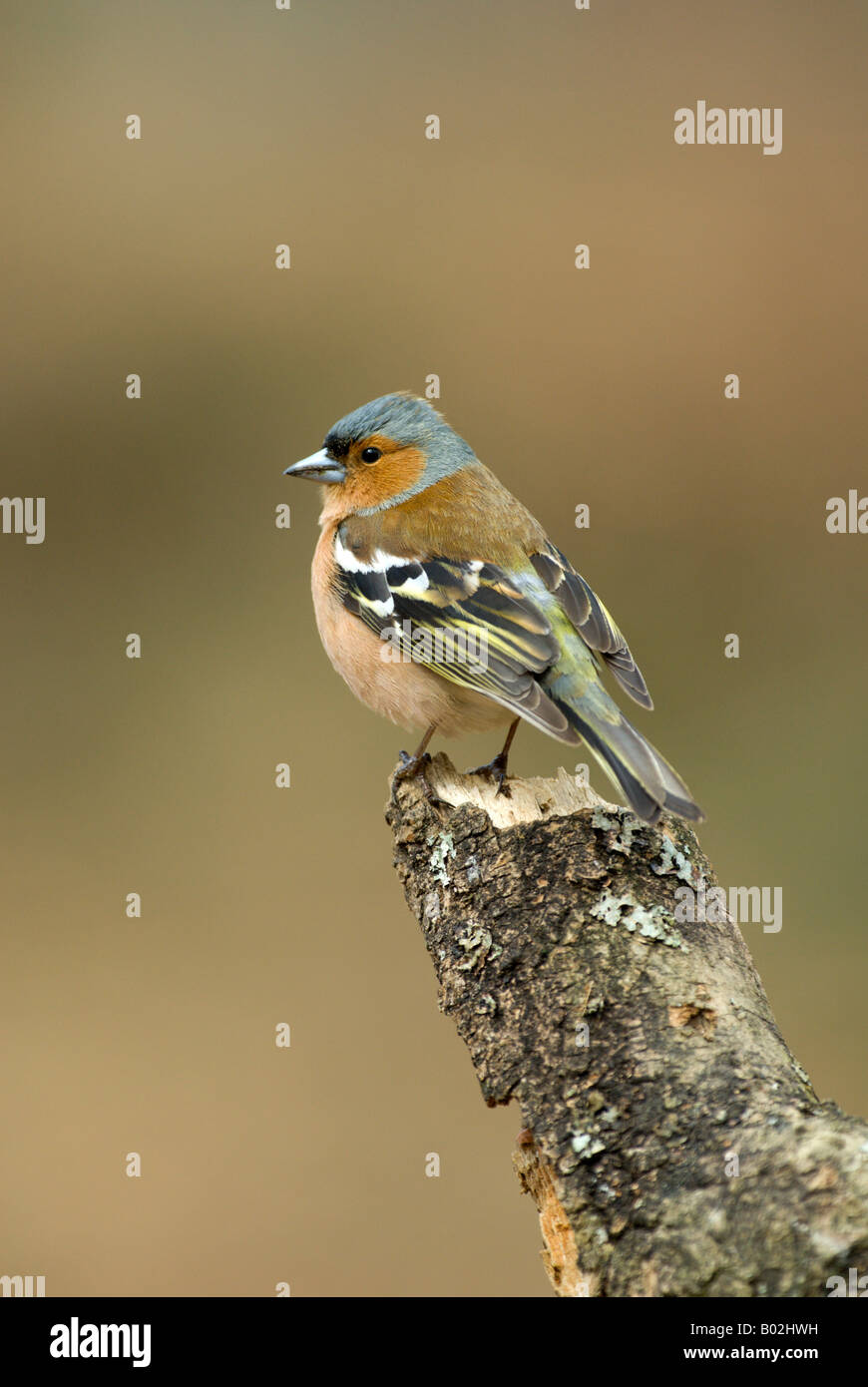 Chaffinch perched on branch Stock Photo - Alamy