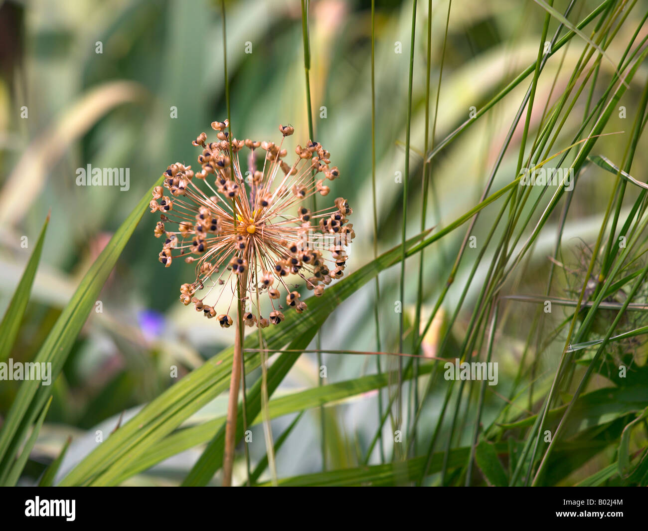 A close up of plants growing in a garden setting Stock Photo