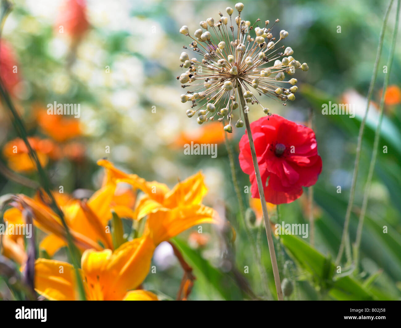 A close up of flowers growing in a garden setting Stock Photo
