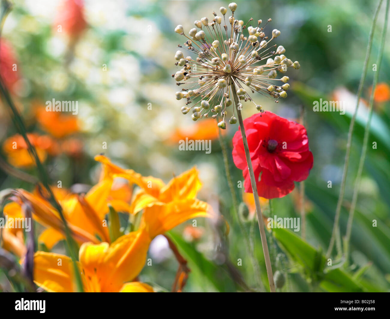 A close up of flowers growing in a garden setting Stock Photo - Alamy