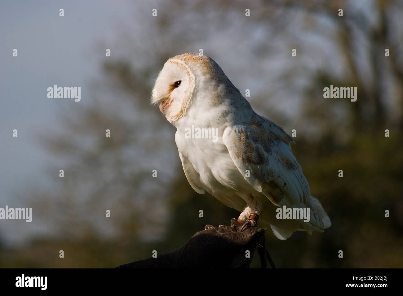 Barn Owl (Tyto alba) on falconers glove Stock Photo - Alamy