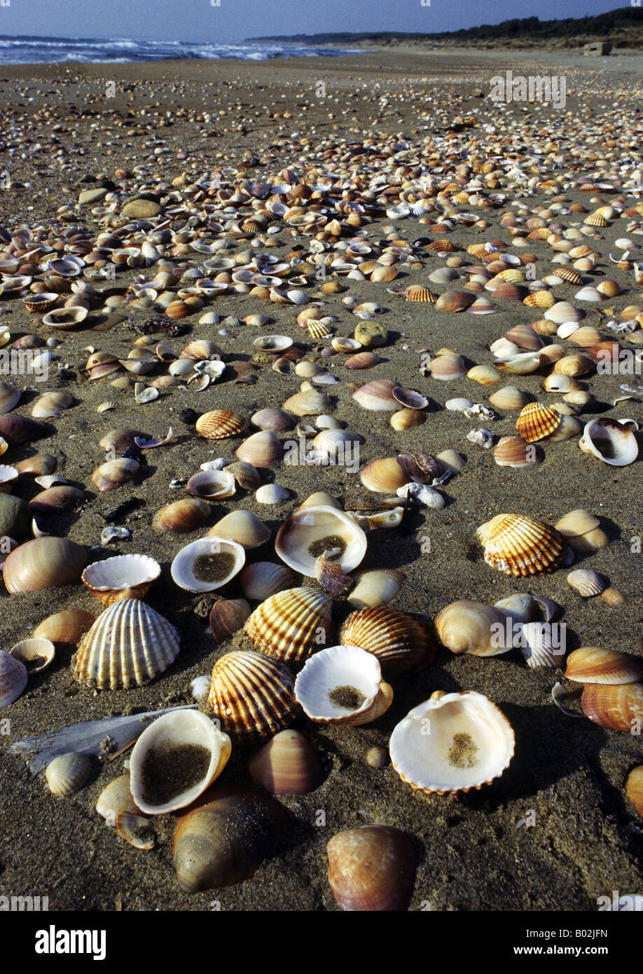 Shells on the beach of Sabaudia in the National Park of Circeo in Italy Stock Photo