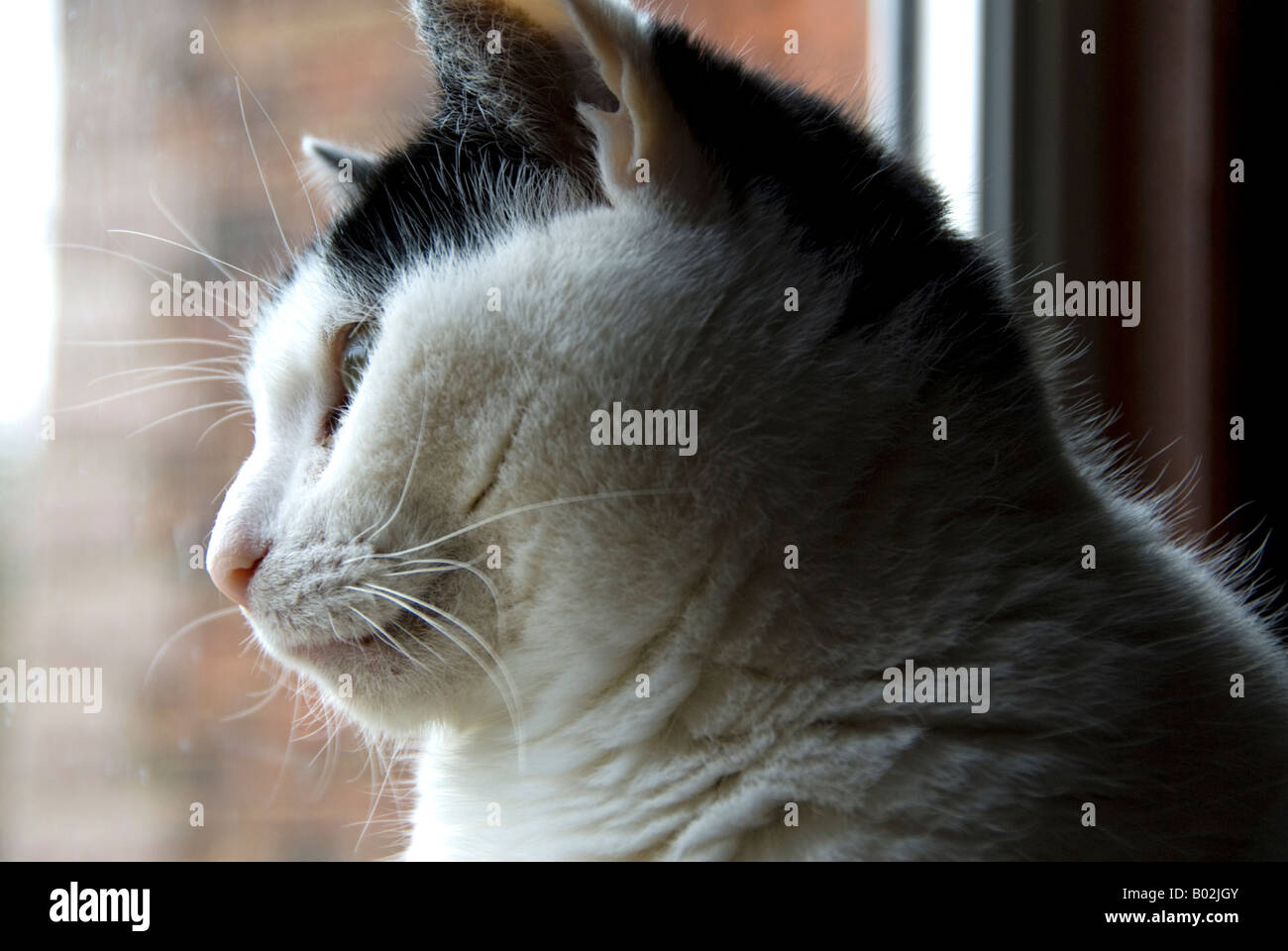 Black and white domestic cat staring out of the window Stock Photo - Alamy