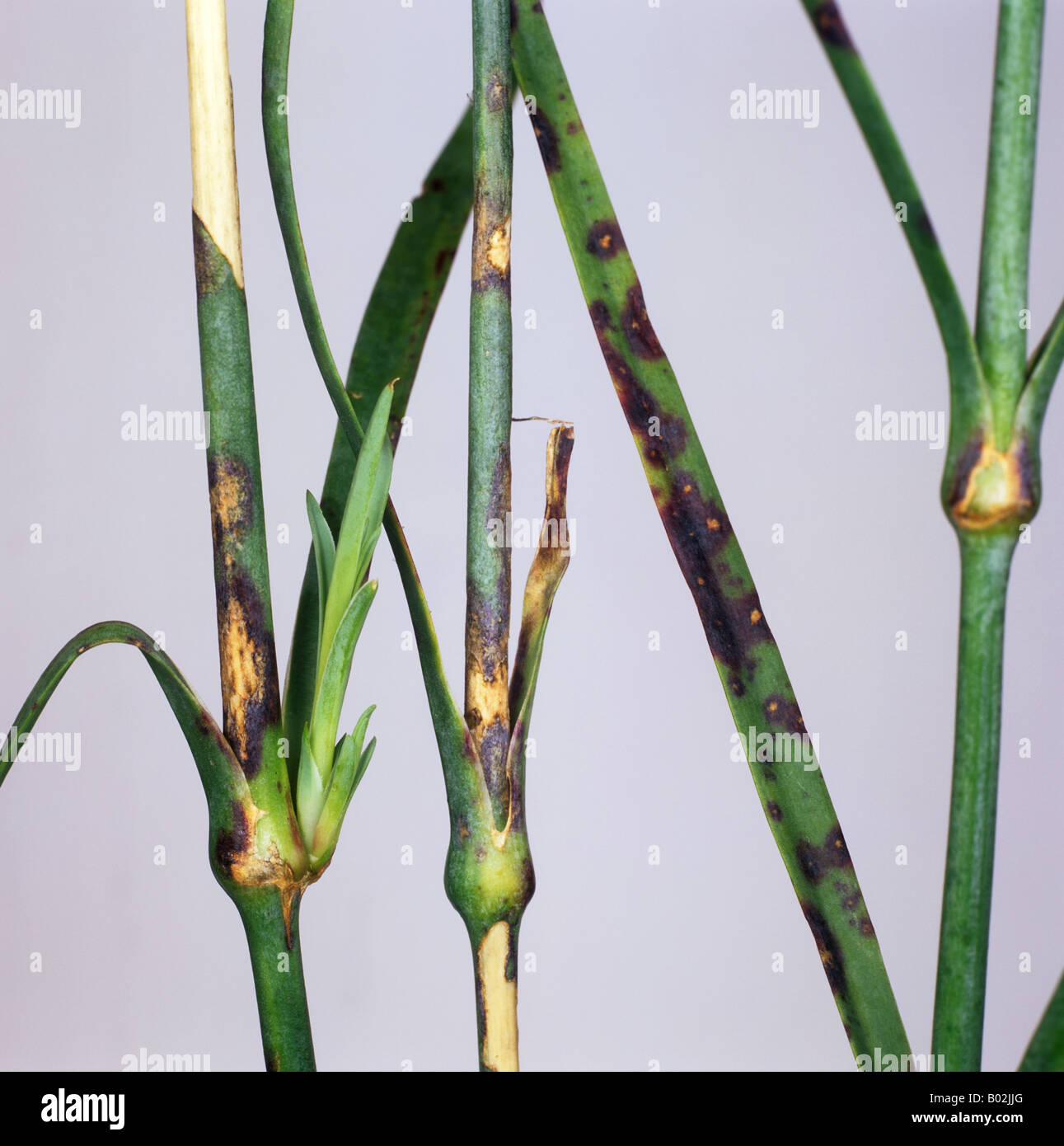 Dianthus leaf spot Septoria dianthi infection on stem and leaves of pink Dianthus spp Stock Photo