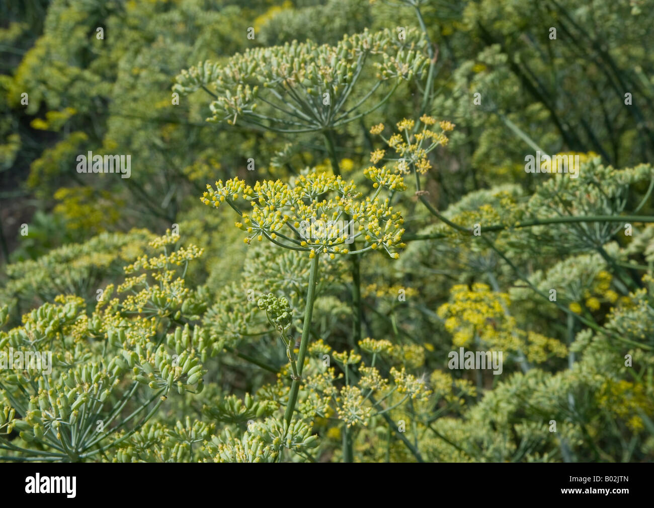 Close-up of anise herb plants in a large orchard showing stems carrying green leaves and small flowers with seedpods of aniseed. Stock Photo