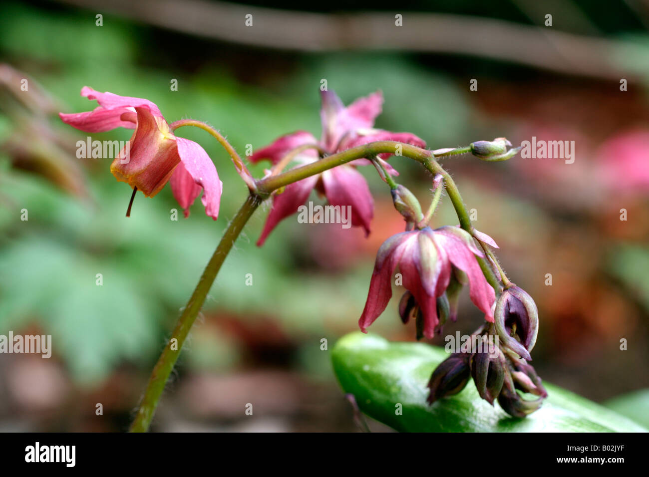EPIMEDIUM X VERSICOLOR CUPREUM Stock Photo