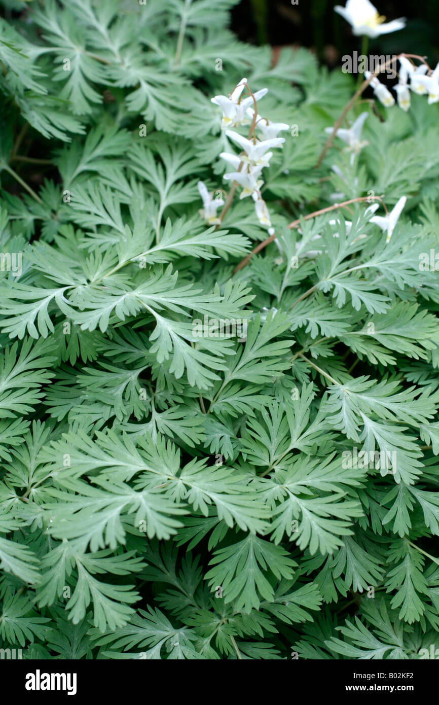 DICENTRA CUCULARIA SHOWING FOLIAGE Stock Photo