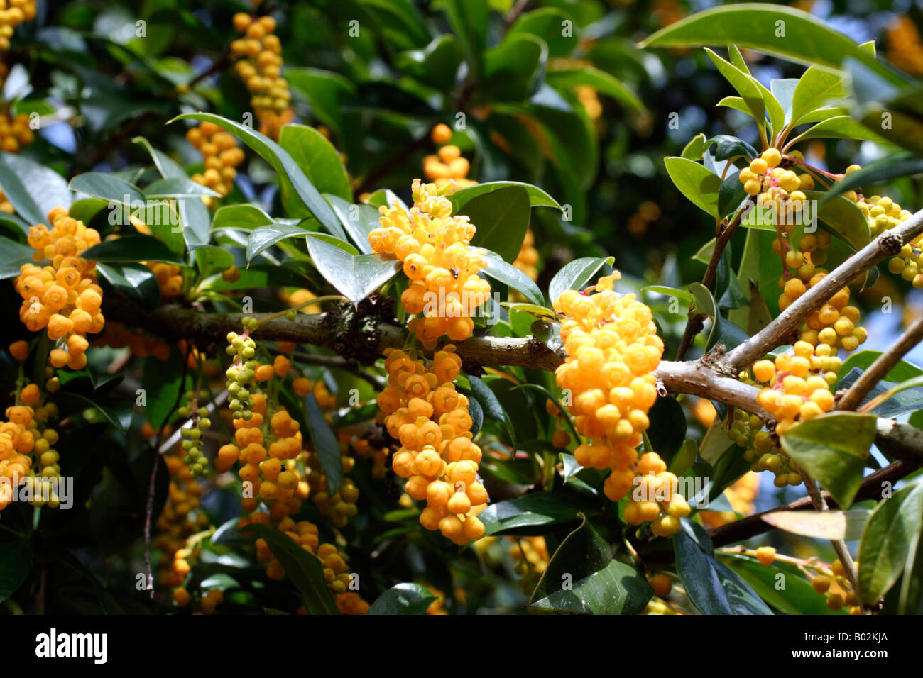 Berberis Valdiviana Hi-res Stock Photography And Images - Alamy