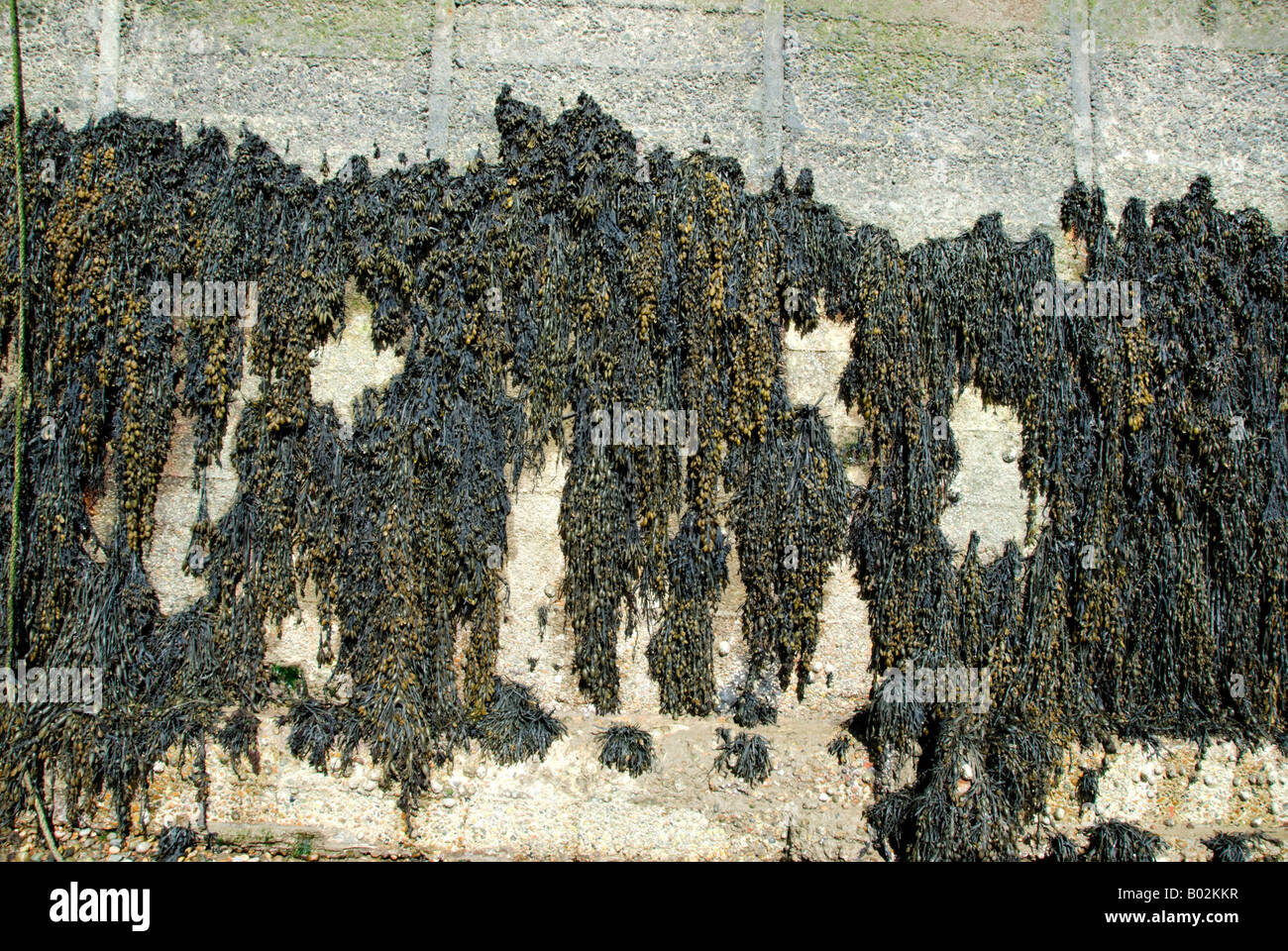 Seaweed growing on a harbour wall. Stock Photo
