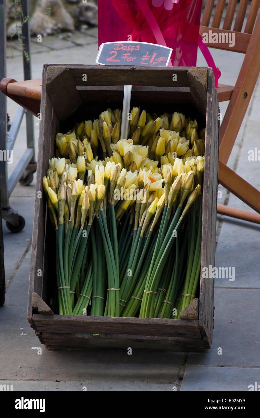 Daffodils in old fashioned wooden box Stock Photo