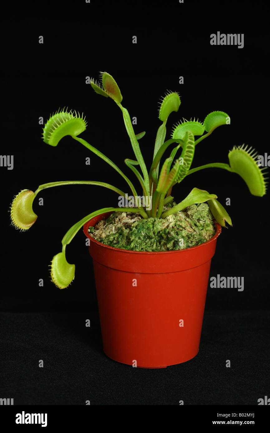 Venus Flytrap in Pot Stock Photo