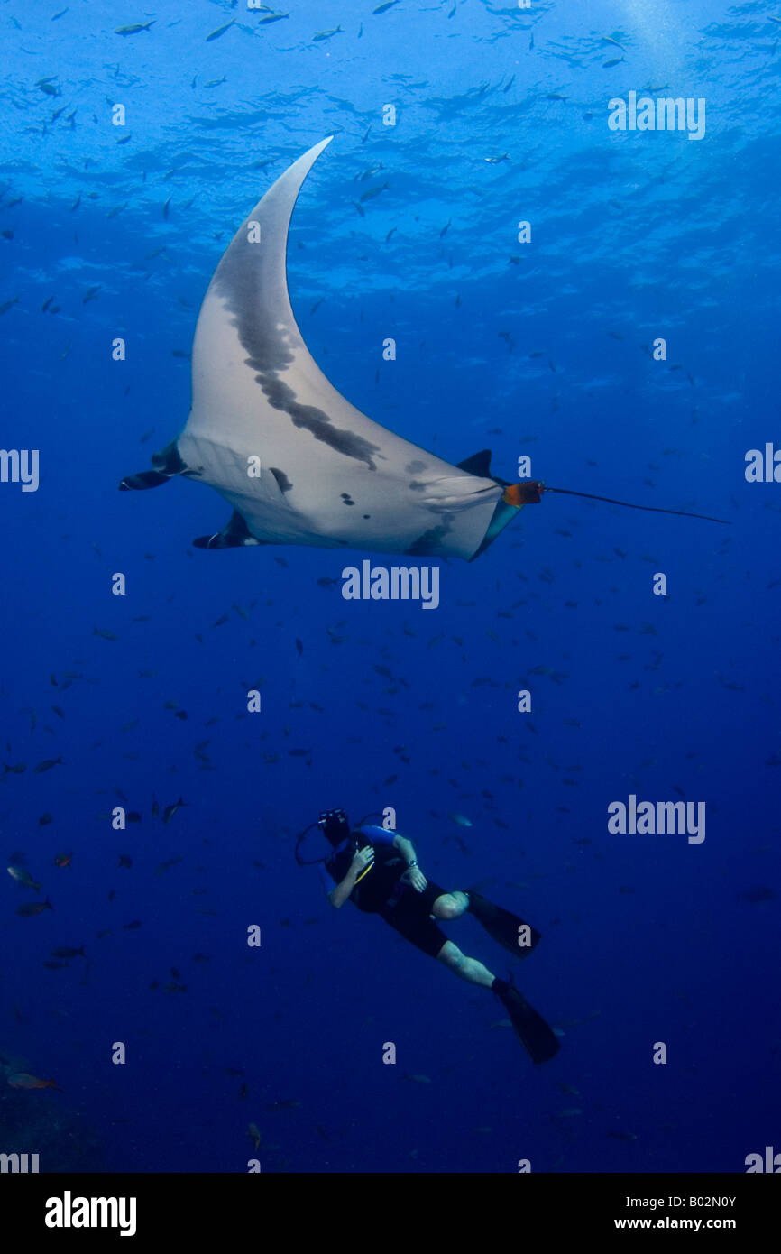 Manta Ray in Revillagigedo Islands, Mexico, Socorro islands, underwater