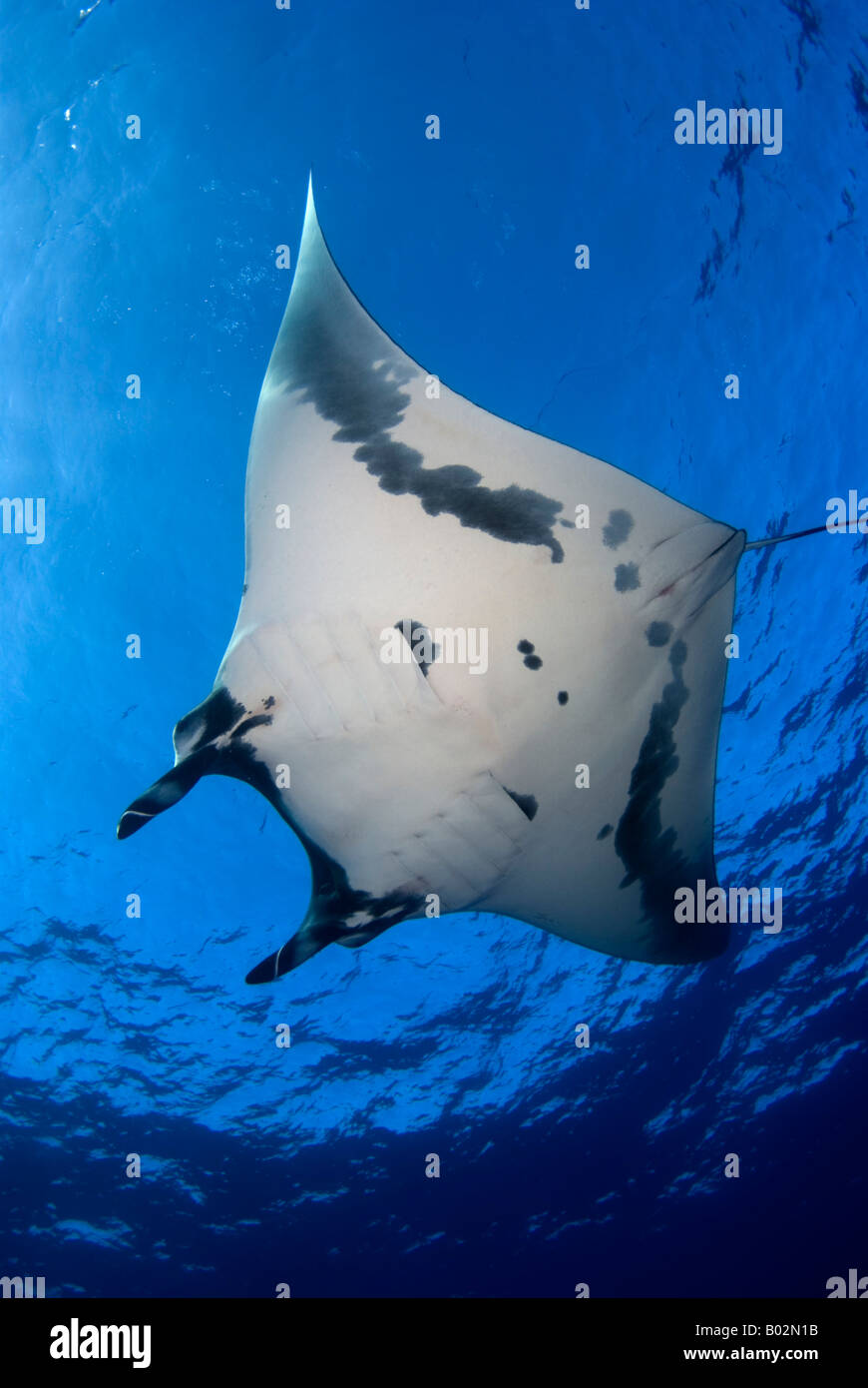 Manta Ray in Revillagigedo Islands, Mexico, Socorro islands, Pacific