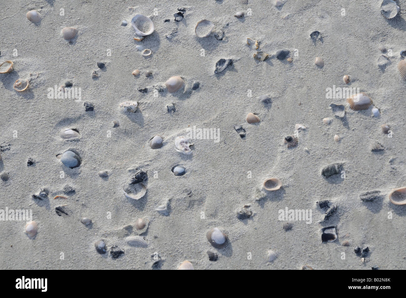 Seashells on Hunting Island South Carolina USA Stock Photo Alamy