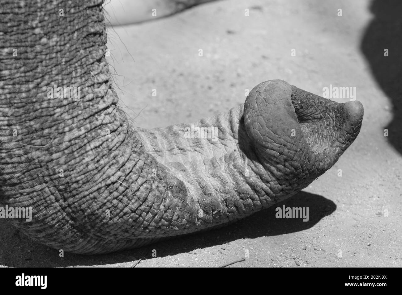 Black & white photo of an elephant trunk Stock Photo Alamy