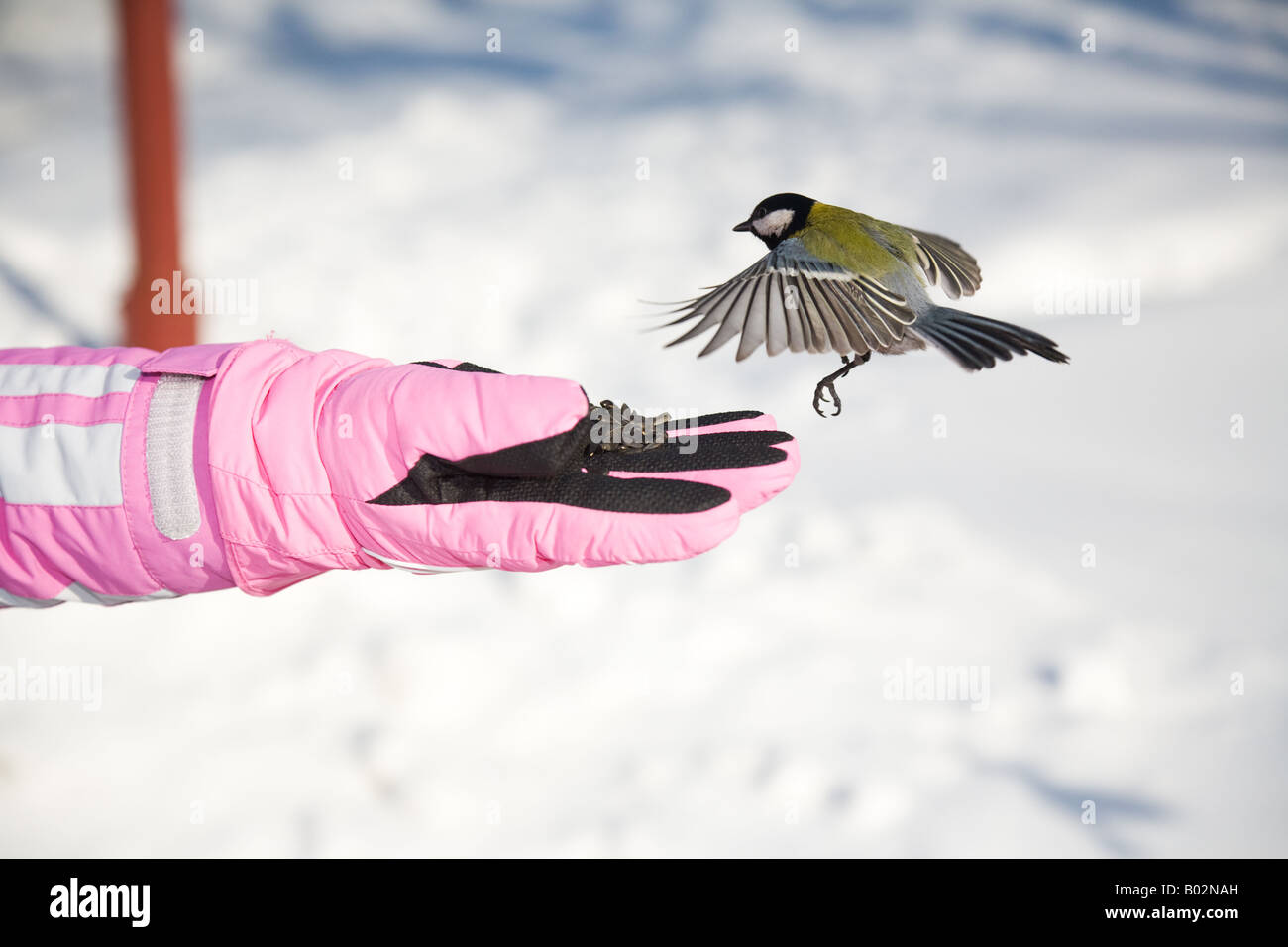 Titmouse landing to women hand Stock Photo