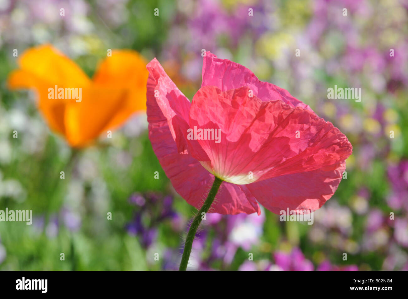 Poppy and Wildflowers Stock Photo - Alamy