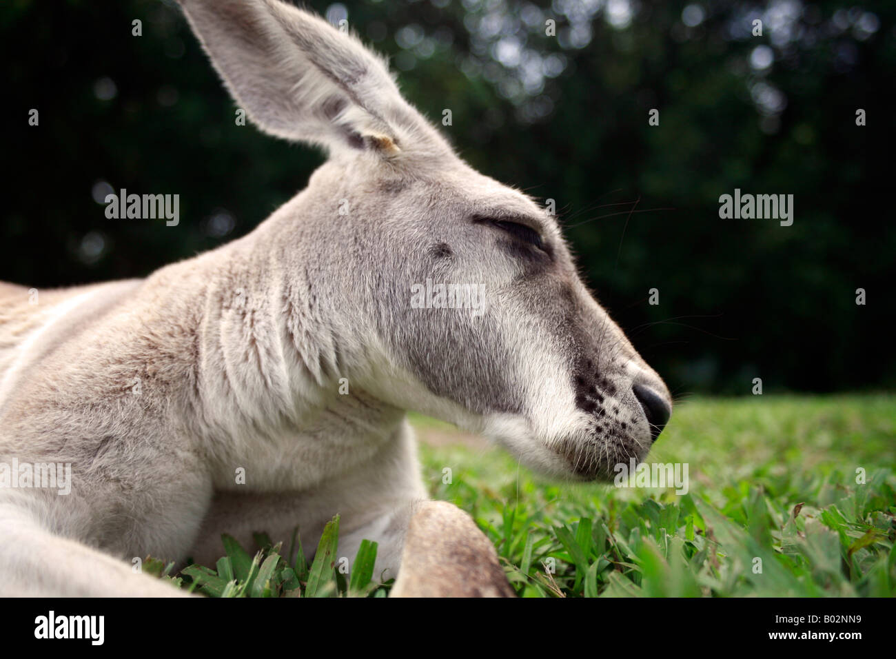 A grey kangaroo, australian icon Stock Photo